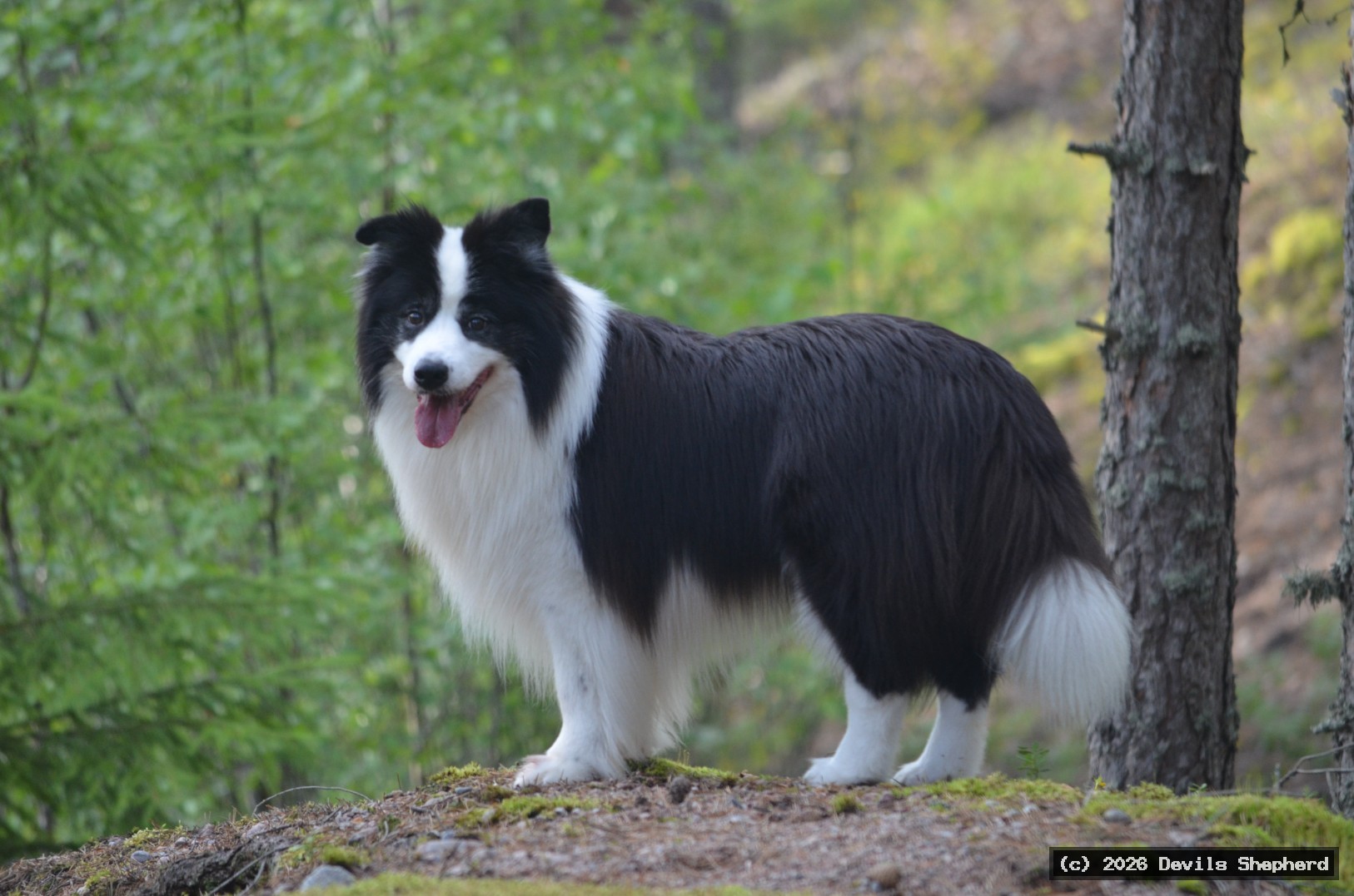 Hermanni