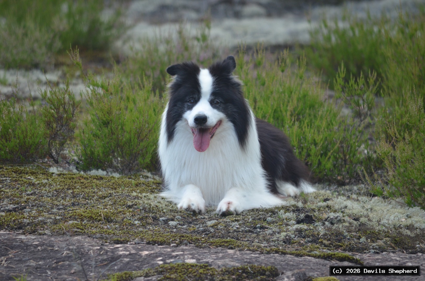 Hermanni